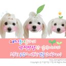 이슬여사