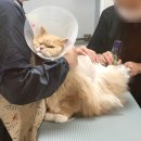 메종드캣 | 고양이 미용 전문 메종드캣에 다녀왔어요