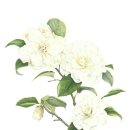 보태니컬 이미지