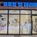 블루멍 펫 테라피 이미지