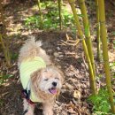 덕분에 행복하개 이미지