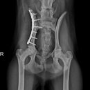 본 동물메디컬센터 외과동물병원 이미지