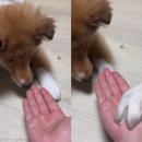 언니도그 이미지