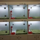 꾸미는 강아지 이미지