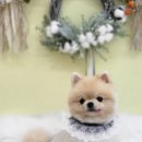 오늘도, 이쁘개 이미지