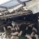 덕지농장2 이미지