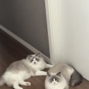 고양이의 산책:묘책 | 동탄 고양이 출장미용 무마취 미용 [고양이의 산책 : 묘책] 랙돌고양이 미용