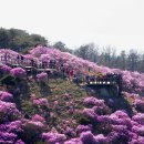 서산시등산연합회, 3월 31일(일) 인천 강화도 고려산 진달래꽃 산행 이미지