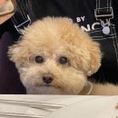 MS동물병원 이미지