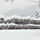 황태덕장 이미지