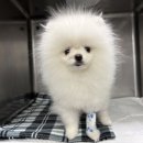 한서동물의료센터 | 서산1.1kg 초소형견 포메 설민이의 동탄 쥬만지 잠복고환 이야기