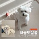 뽀송뽀송강아지미용실 | 루원시티 강아지 미용 | 빠몽펫살롱 비숑포메믹스 가위컷 후기