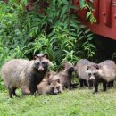 마리앤쥬(ZOO) 이미지