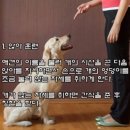 그레이동물의료센터