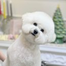 추잇츄 | 용인 양지 애견카페 | 개런티 &amp; 추잇츄