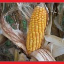 한국인농장 이미지