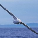 알바트로스 이미지