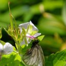 무주화원 이미지