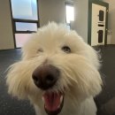 도그이살롱 | 서초동 애견미용 잘하는곳! 포메라니안 곰돌이컷과 피부 맞춤형 케어 '디오네도그케어살롱'