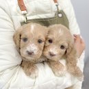 버디독 강아지분양 안심분양센터 서울 영등포점 | 버디독 강아지분양 안심분양센터 서울 영등포점, 고객 맞춤형 강아지 선택