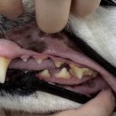 더프라임동물의료원 이미지