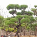 좋은소나무 이미지