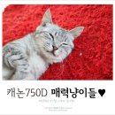 야옹야옹 캣카페 이미지
