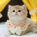 멍냥스타 강아지분양 고양이분양 | ★멍냥스타★ (의정부 강아지 고양이 분양)