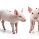 돼지저금통 이미지