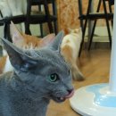 묘랑 고양이 카페 네이버블로그
