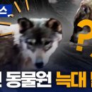 늑대