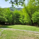 생명나무숲 이미지