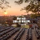 충남논산여행-논산의 보물 명재 윤증 고택의 항아리