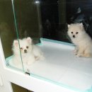 태전동물병원 이미지