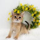 반짝이는 그루밍 하우스 | 아비시니안 고양이 완벽 가이드