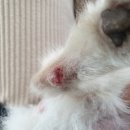 대현동물병원 이미지