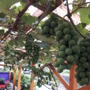 가자펜션민박 이미지