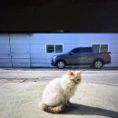 본병원화장실 | 고양이 혈뇨 증상으로 병원 다녀온 후기 | 특발성 방광염 진단