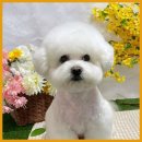 개린이보호구역 | 화성애견카페 강아지와 함께 행복한 시간, 개린이보호구역에서