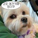 멍스타일 | 김포 애견카페 멍더쿠 운양동 넓은 운동장이 있는 애견카페 내돈내산 후기
