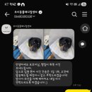 24시노아동물메디컬센터 | 제주 24시동물병원 브이동물메디컬센터 후기(수술,입원)