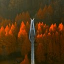 장태산자연휴양림 캠핑장 | 애견동반 가능한 단풍 맛집 대전 장태산 자연휴양림 캠핑장