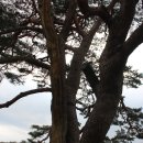 상주 상현리 반송 이미지