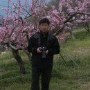 복숭아과수원 이미지