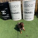 에이치동물메디컬센터 이미지