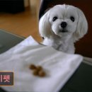 두이펫 네이버블로그