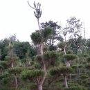 여주-0741 이미지