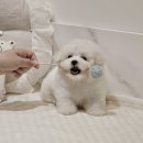 더 샵 동물메디컬센터 이미지