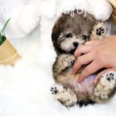 강아지분양 퍼피베이비 이미지