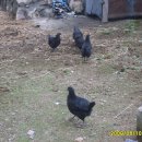 용성식 Daum카페